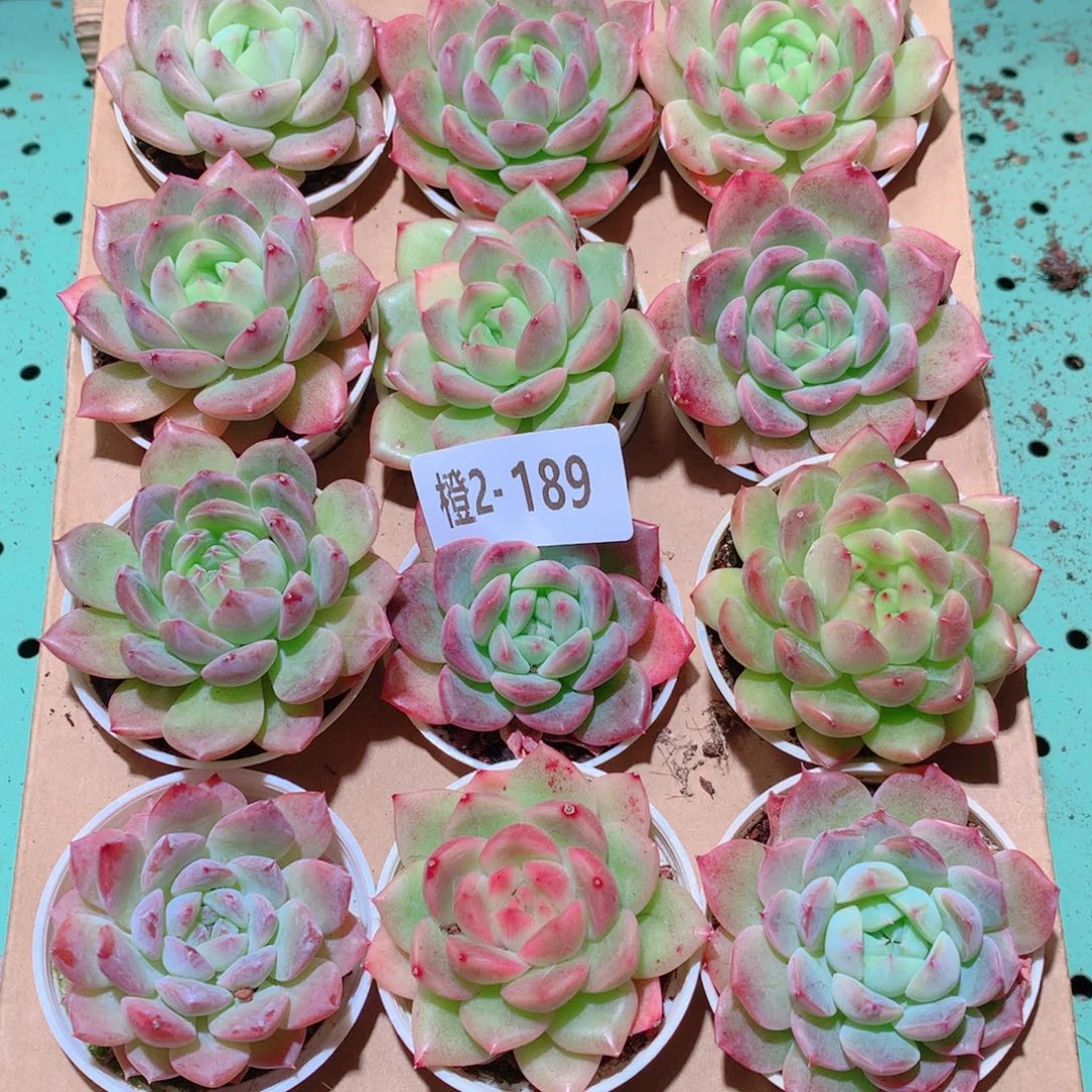 2-189一物一拍多肉带盆18颗