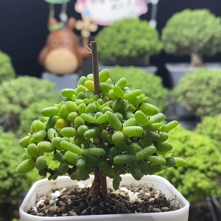 蜜橘糖球7996枝干番杏