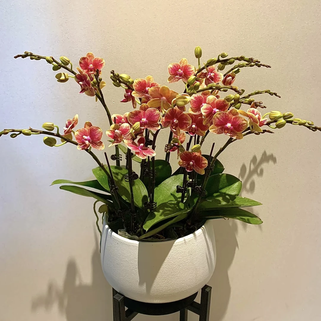 《新疆包邮》（金蝶双剑）渐变色蝴蝶兰中型带花带花苞金黄色高端花卉