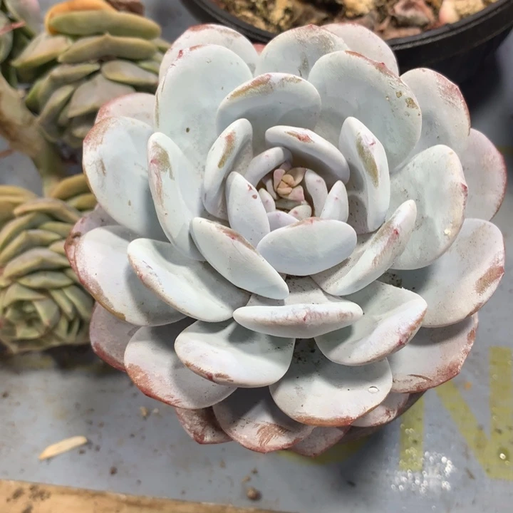 雪莲，一物一拍，看好下单