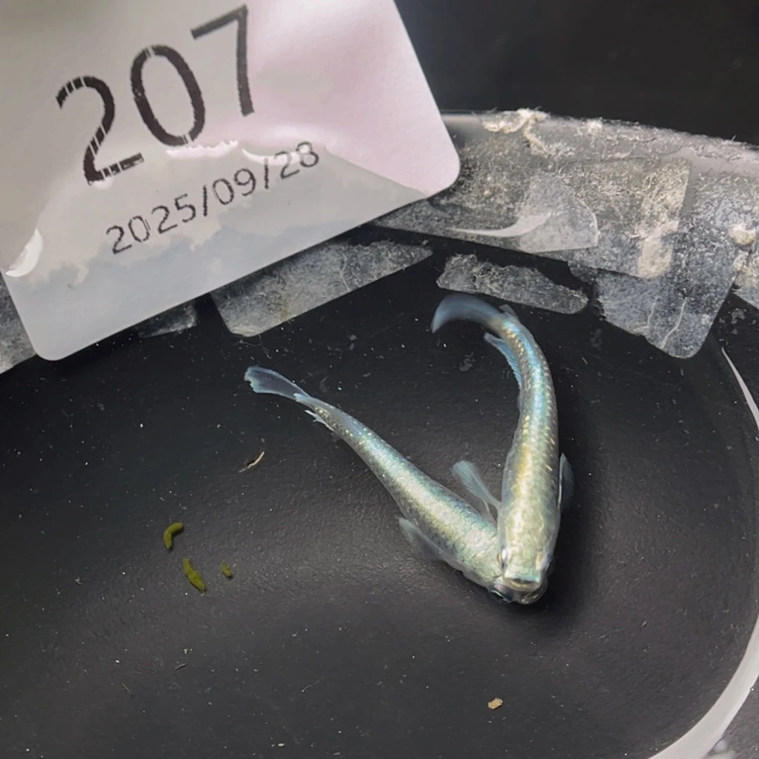青鳉207玛利亚宽鳍一对