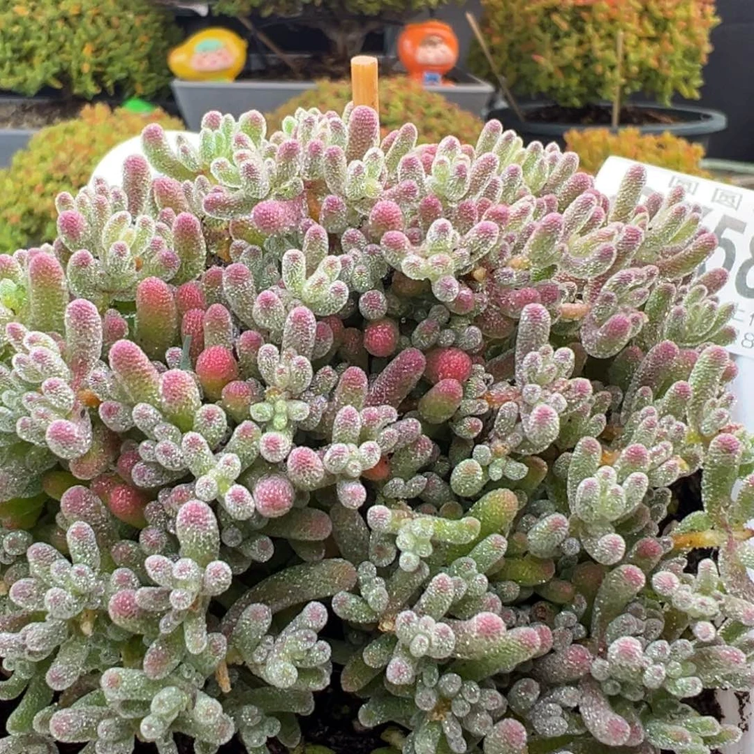dy5833老桩精控冰晶冠幅9cm