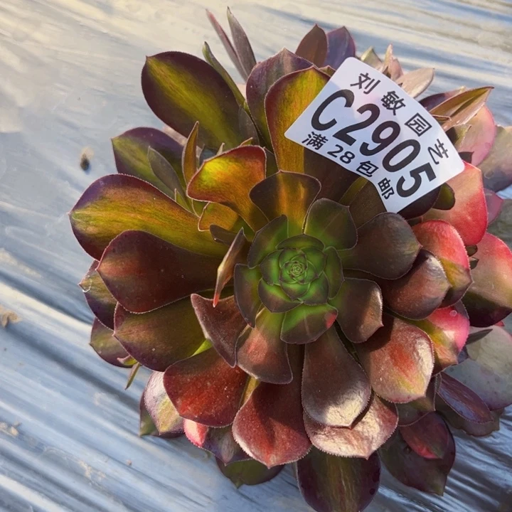 流星雨多肉植物法师2905