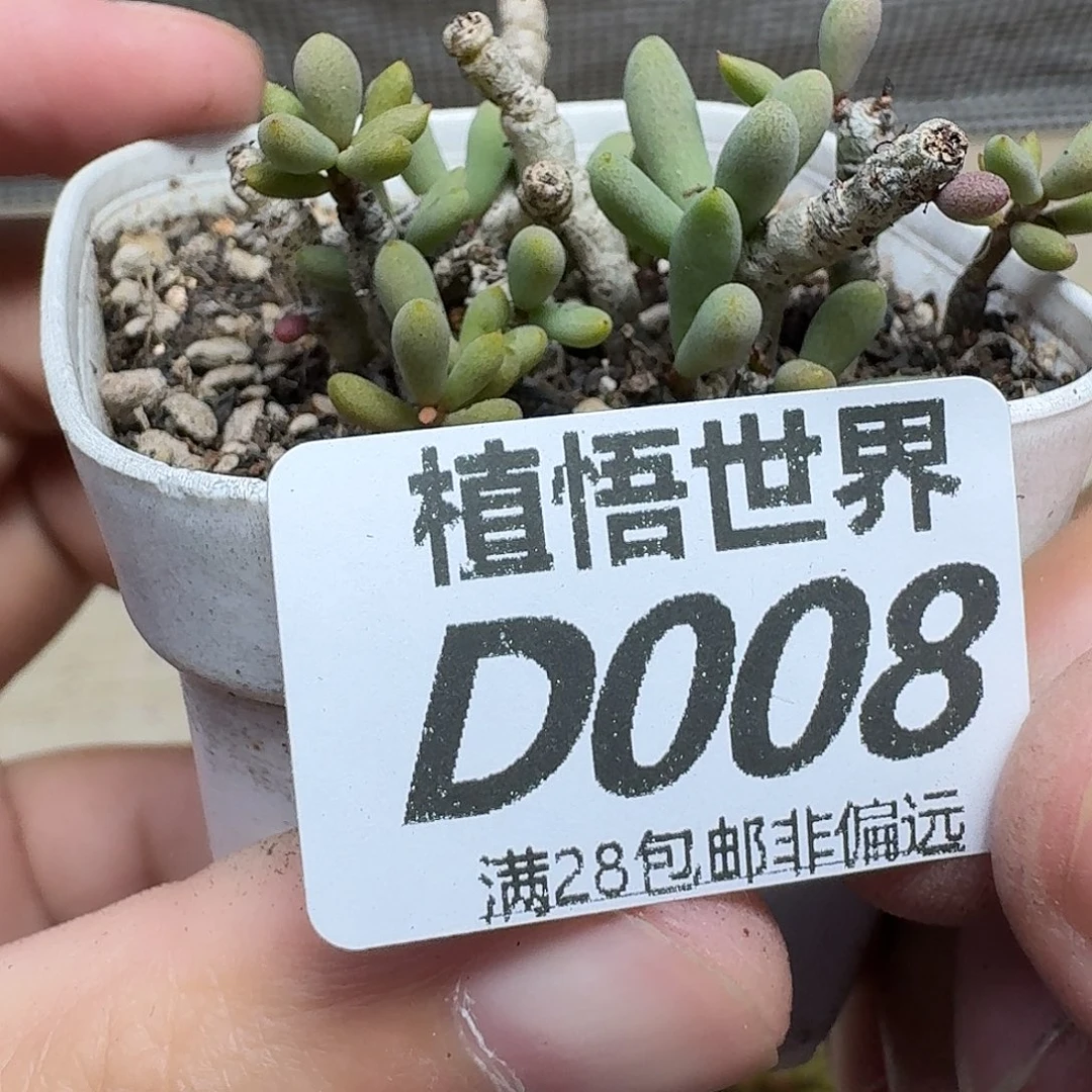 多肉植物的人生ghhj