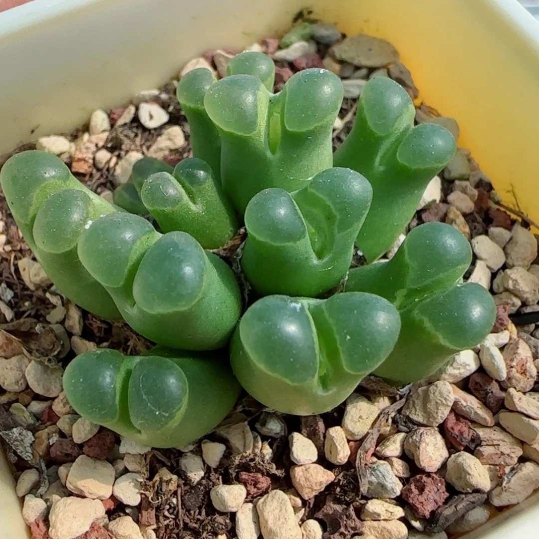 双十一大特多肉植物93号