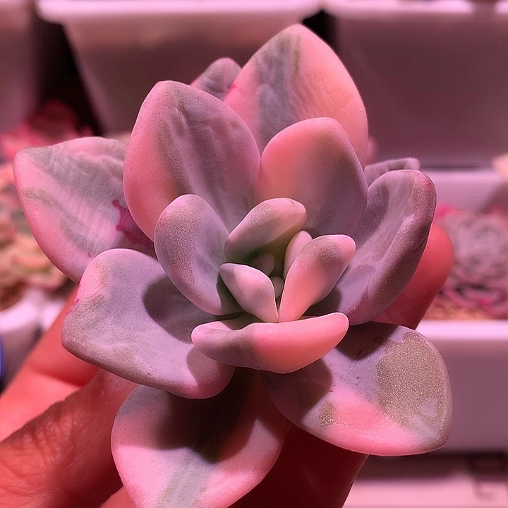 粉兔锦锦锦锦锦锦锦