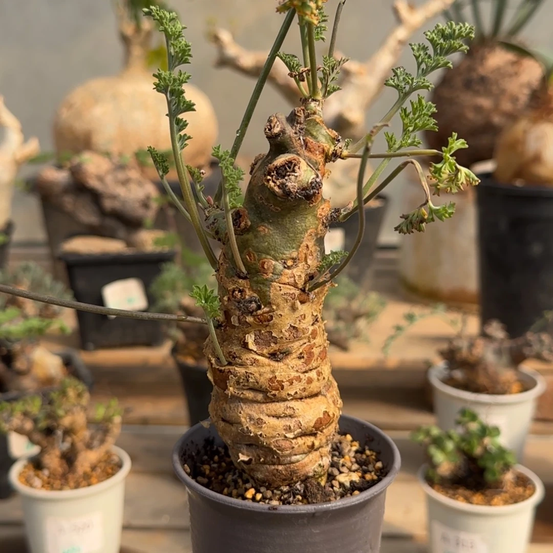 246沉香鹿茸洋葵块根植物