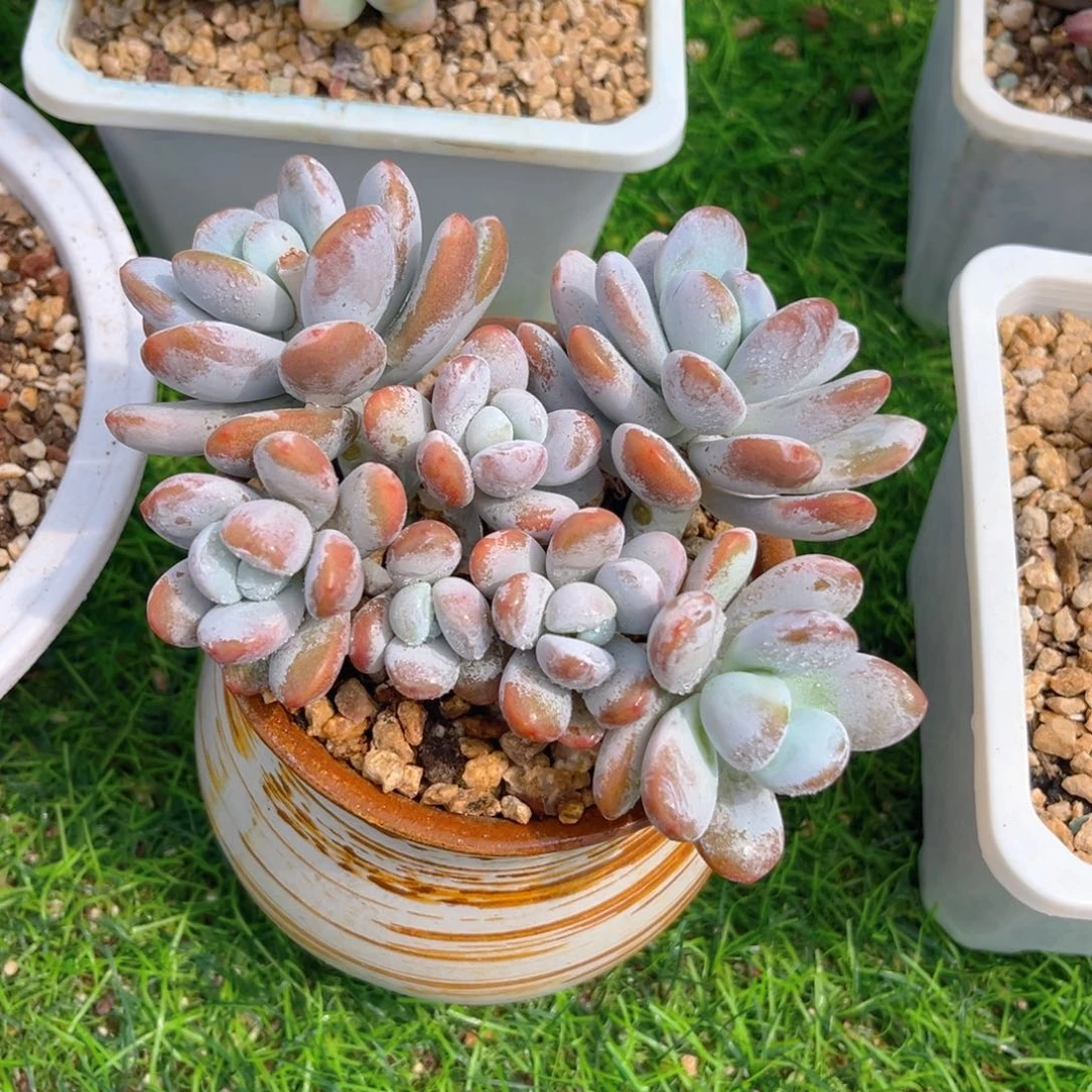 雪美人55895875556