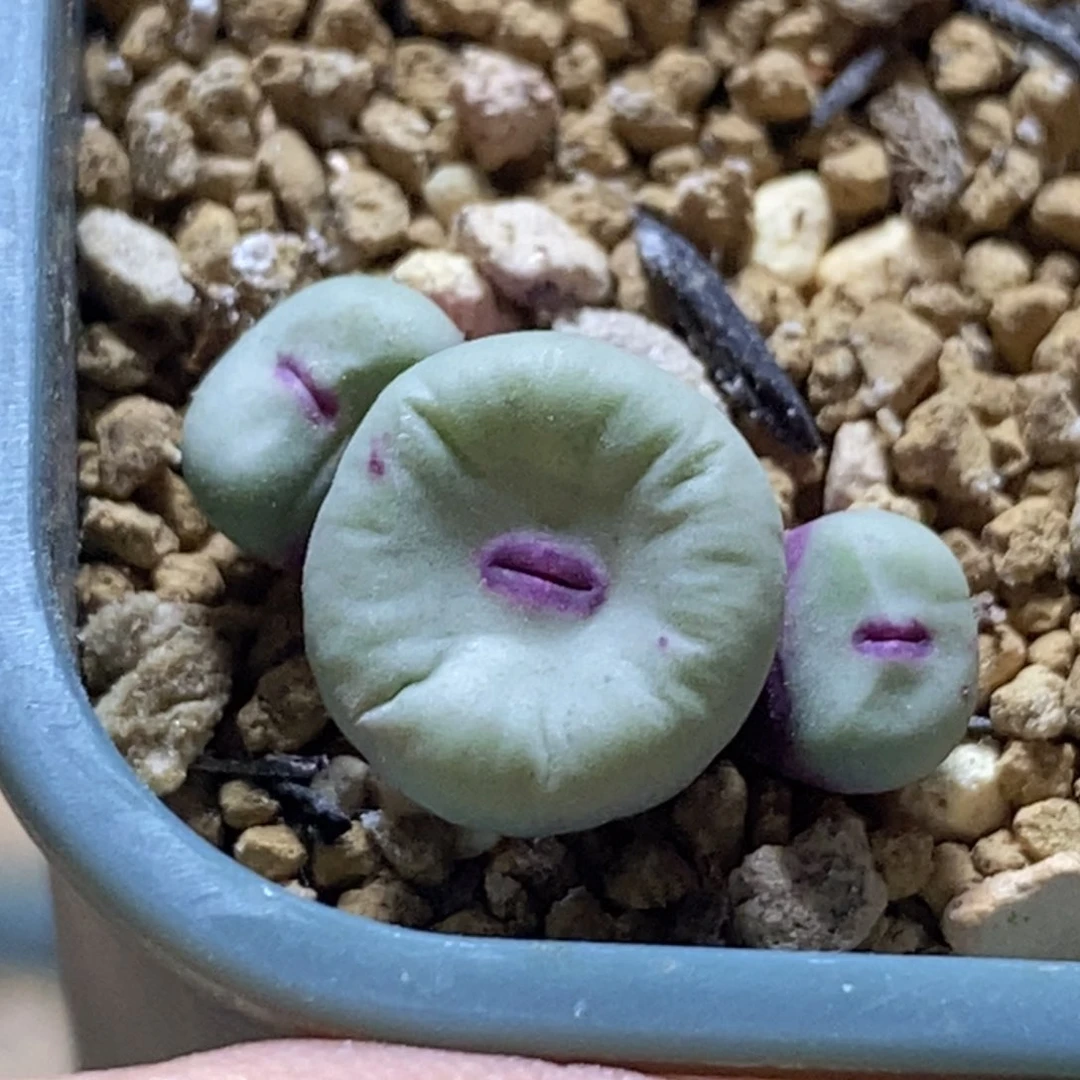 1380b红嘴嘴好看好看