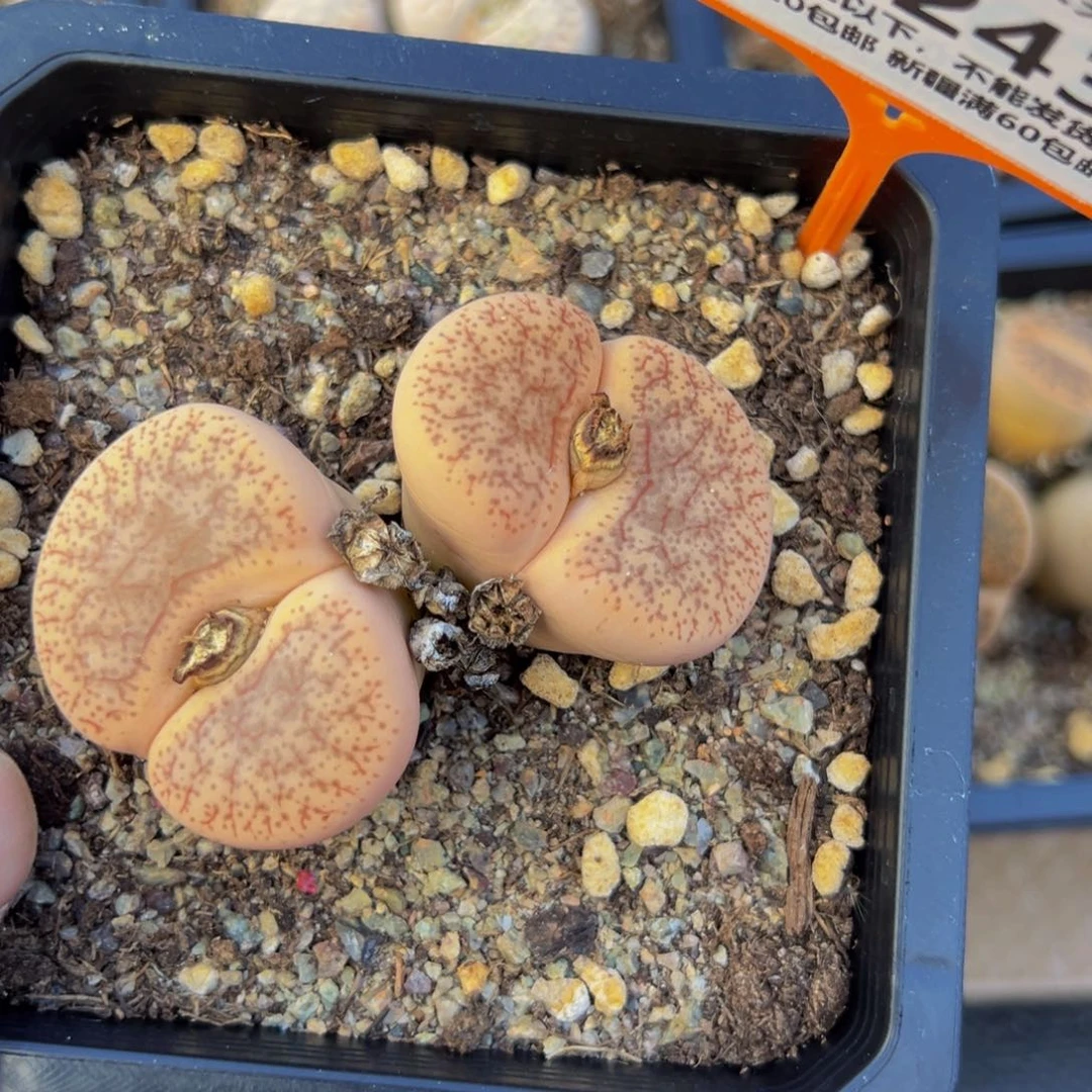 243 一物一拍，默认有伤，介意勿拍，不退不换