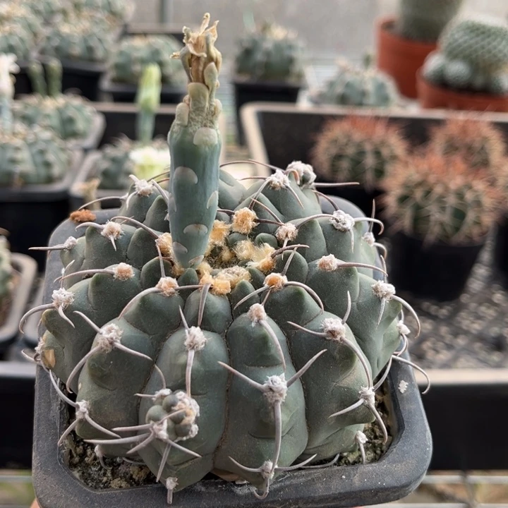 实生三本刺一物一拍