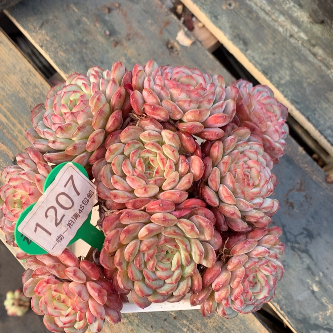 白胖子老桩一物一拍