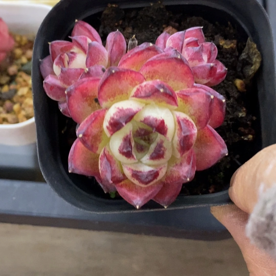 精品多肉一物一拍不包整19