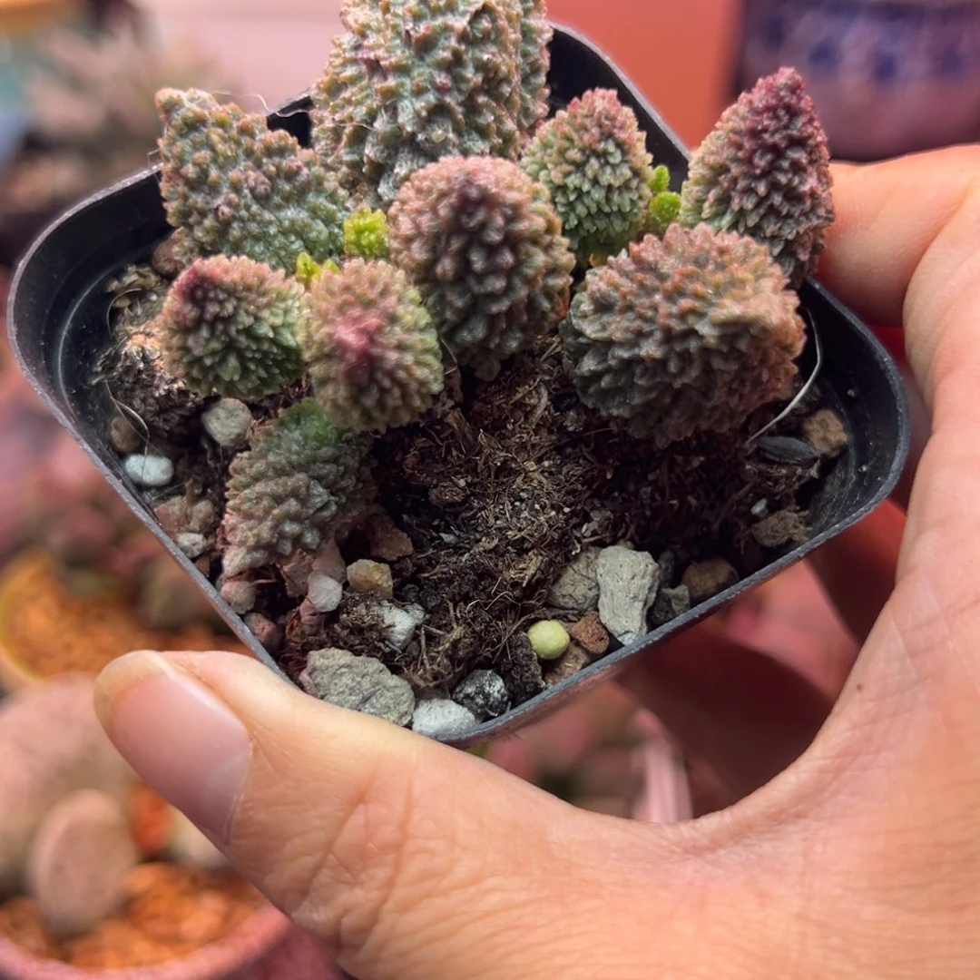 一物一拍，感谢支持