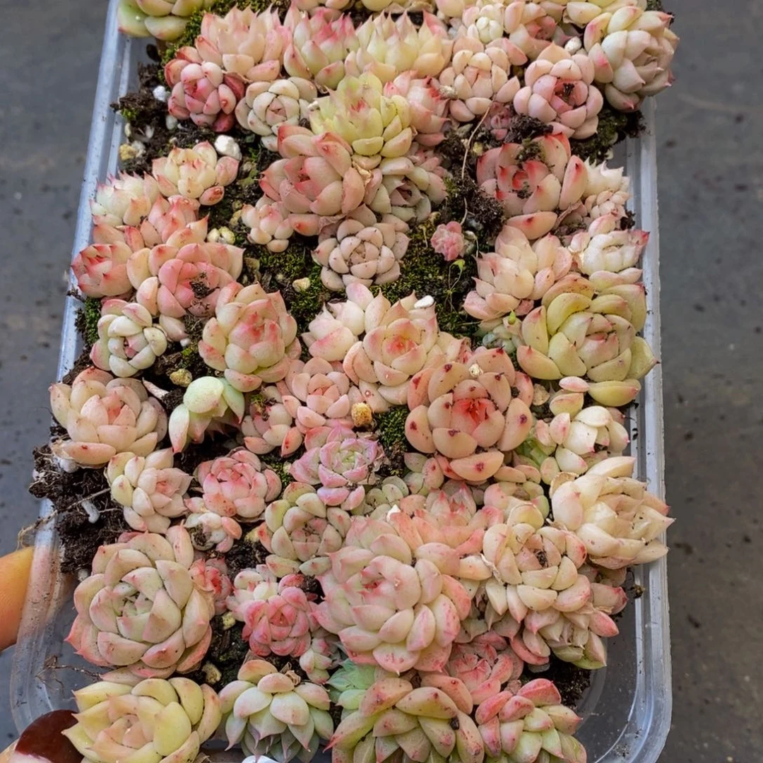 659多人受伤，你在