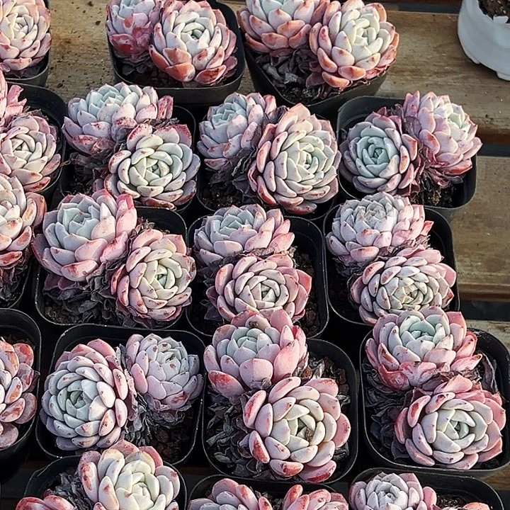 拉菲         福利多多