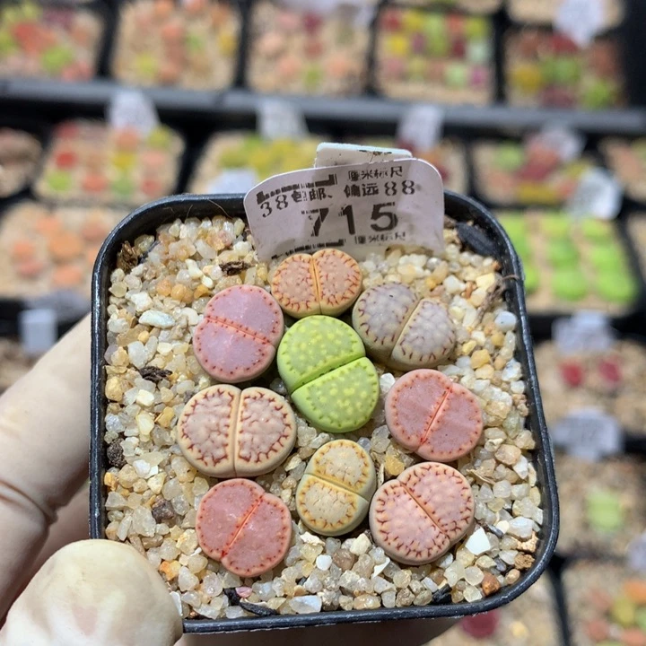 Zzz精品生石花715