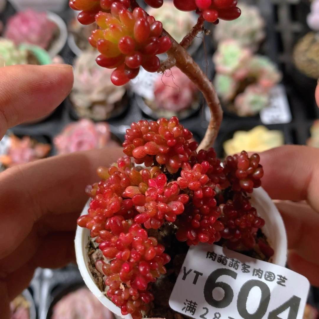 5CM拇指盆精控多肉YT604