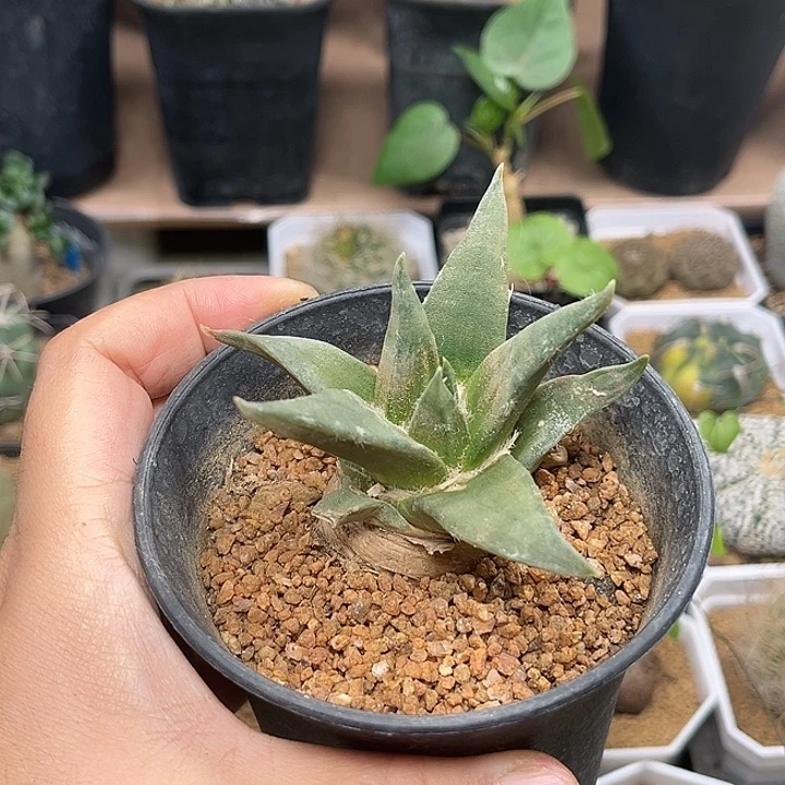 无花朵龙牙牡丹实生冠幅7.5cm