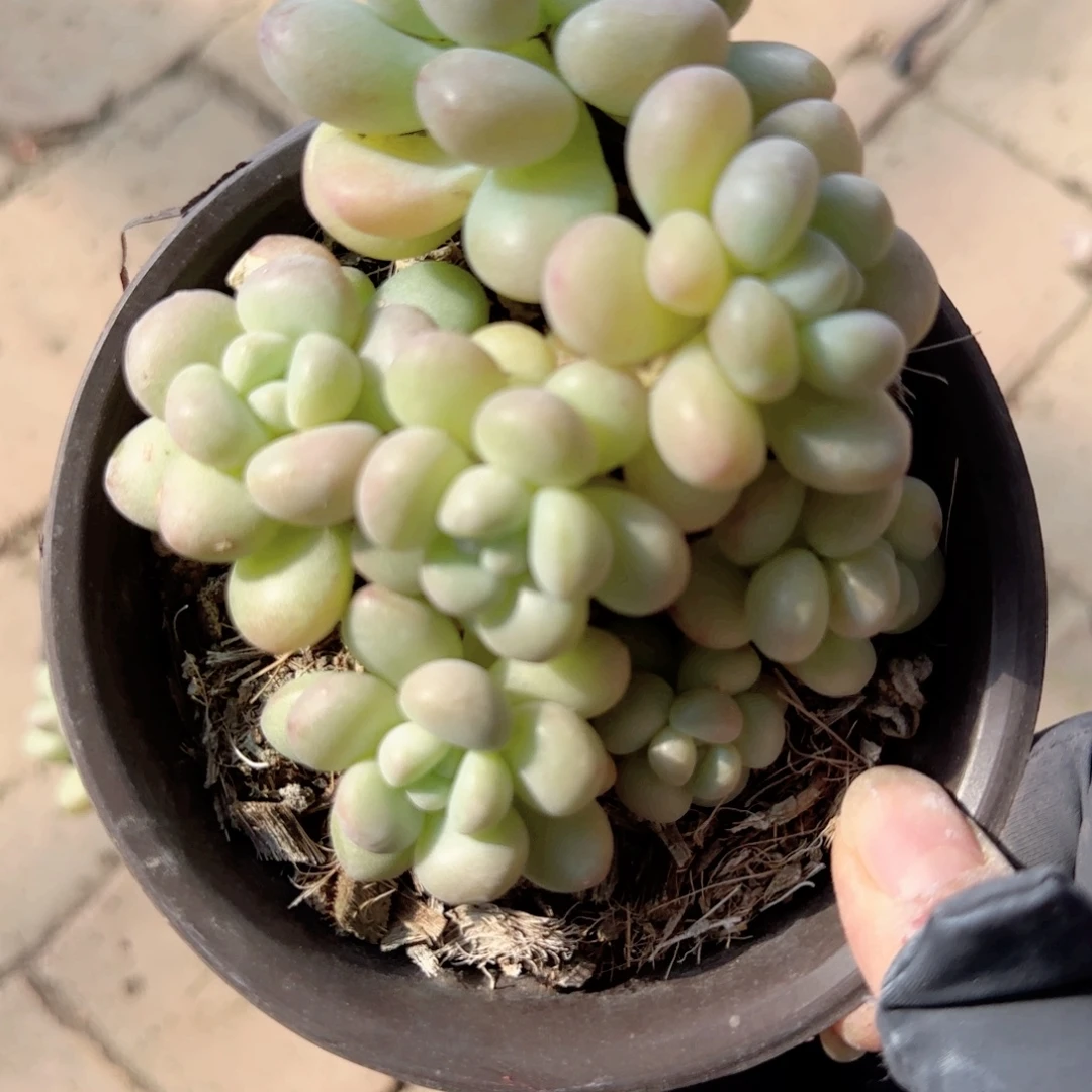 无花朵泡泡糖群生