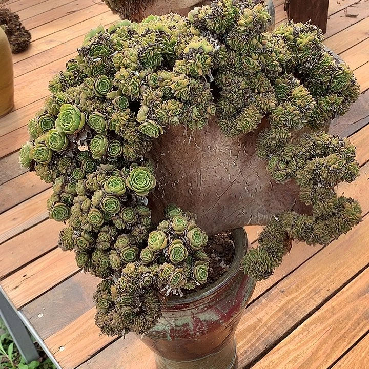 万朵朵脱土不带盆