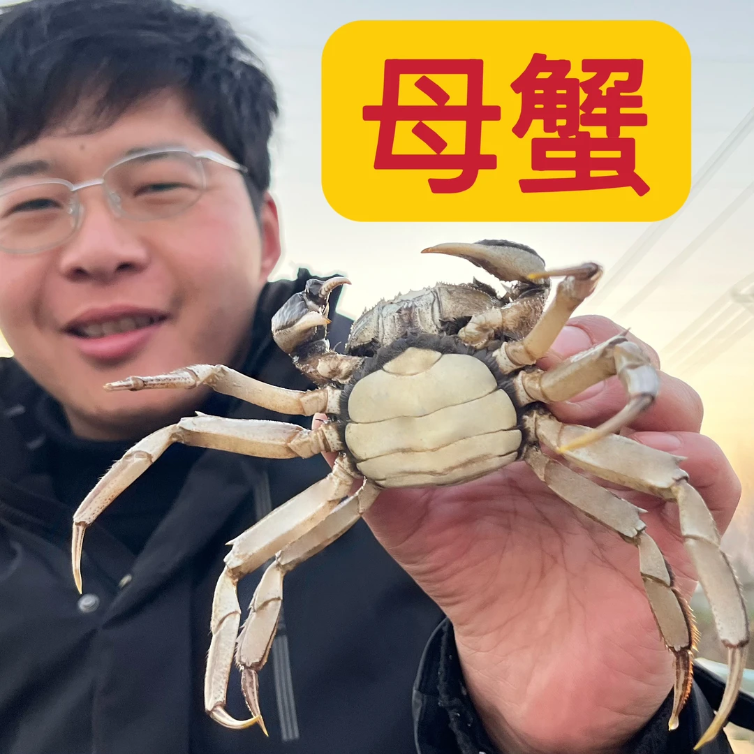 【洪泽湖螃蟹】全母蟹6只10只装（2.2-2.5两）活蟹现发礼盒顺丰包邮