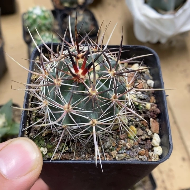 实生幻虾特价福利3