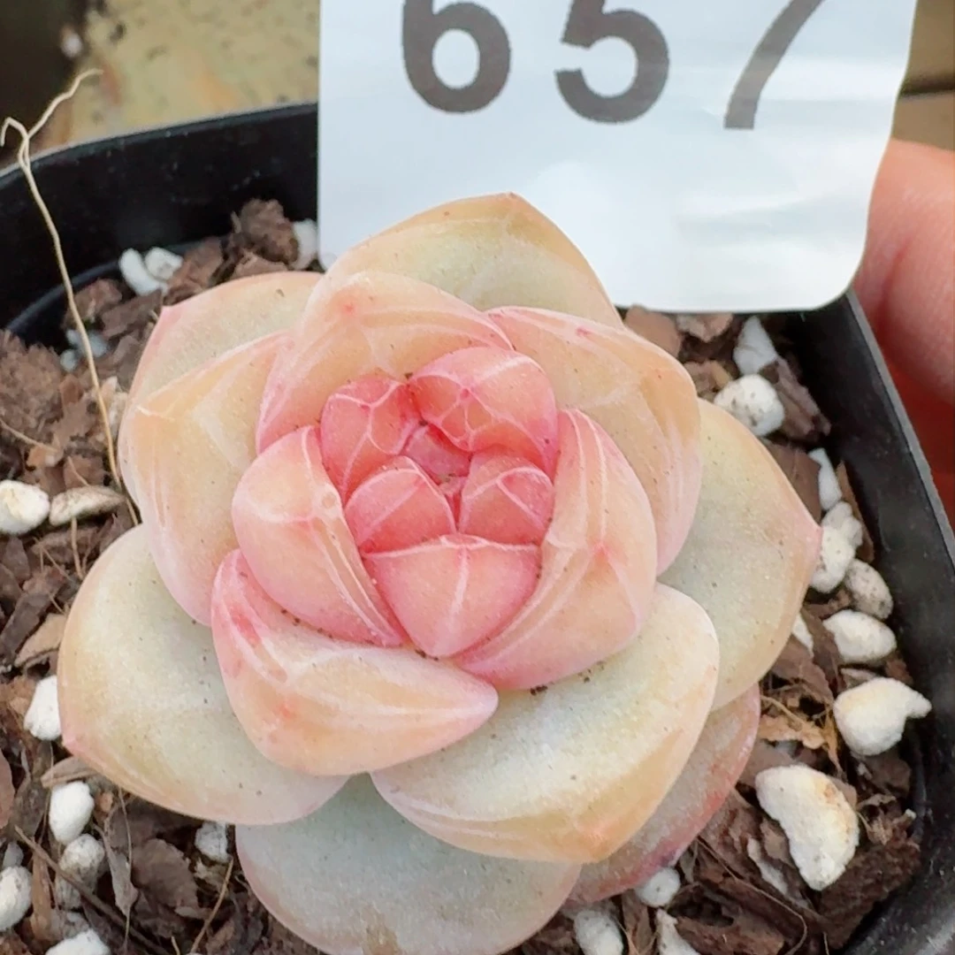 大*?桃贝贝         精品多肉