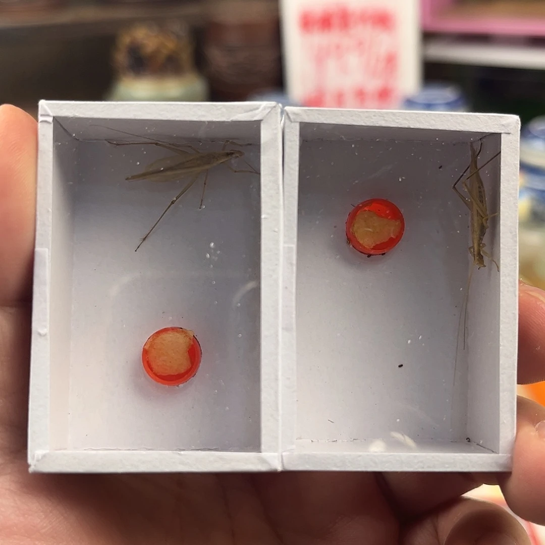 两条断须柬埔寨竹蛉