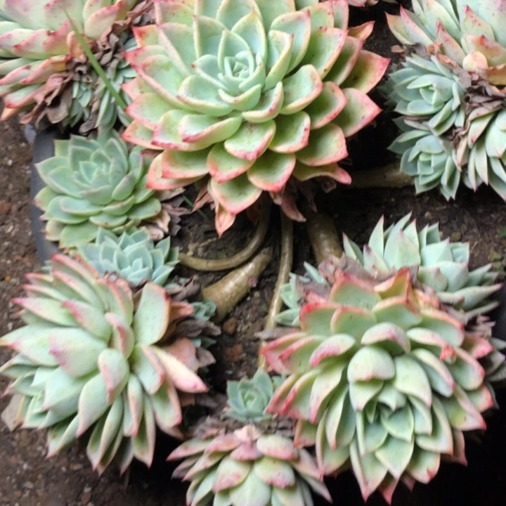 茹92///////////////