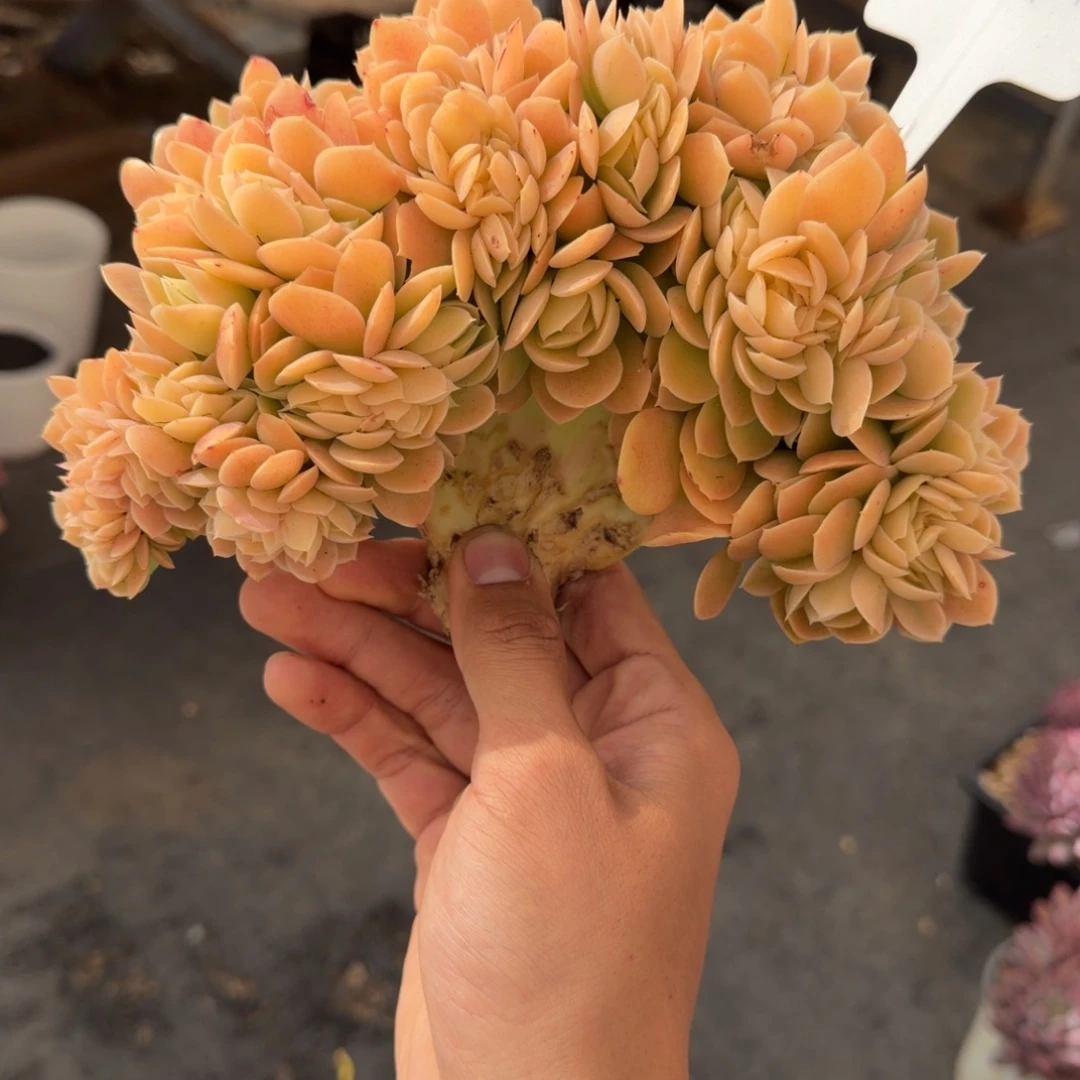 一物一拍星娜塔树缀76