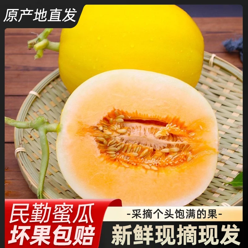【梦芷】甘肃民勤沙漠金红宝甜瓜黄金蜜瓜带箱7-8斤  2个大瓜