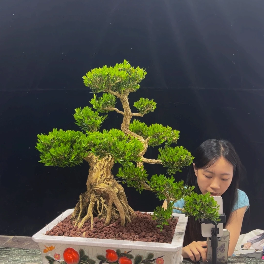 无花朵广东黄杨四季常青