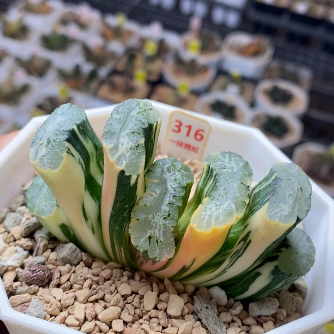 316号北斋玉扇锦多肉