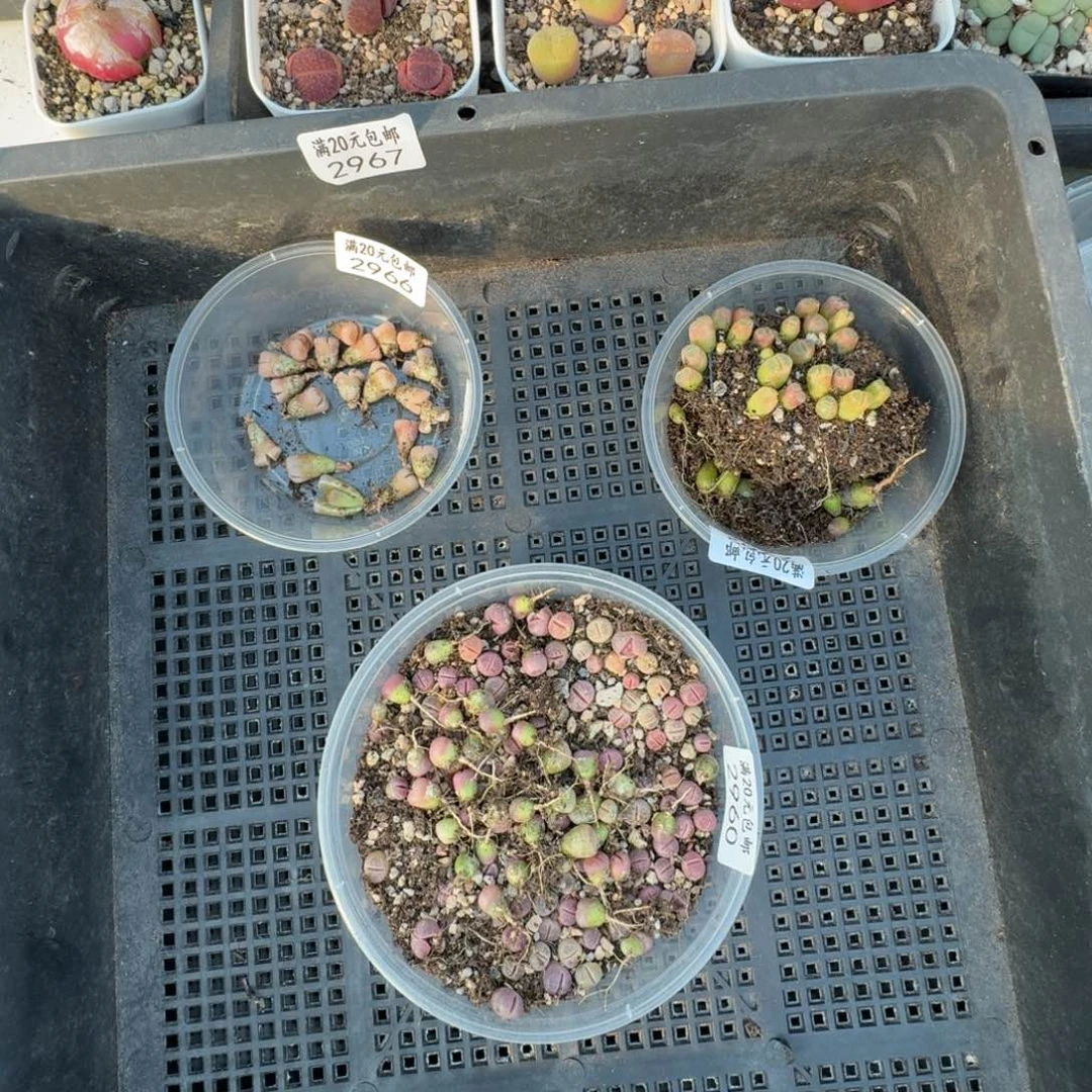 空****兰2967。两个黑框。