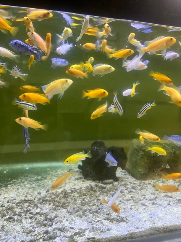 三湖瓷雕4到5厘米 发8条备损2条