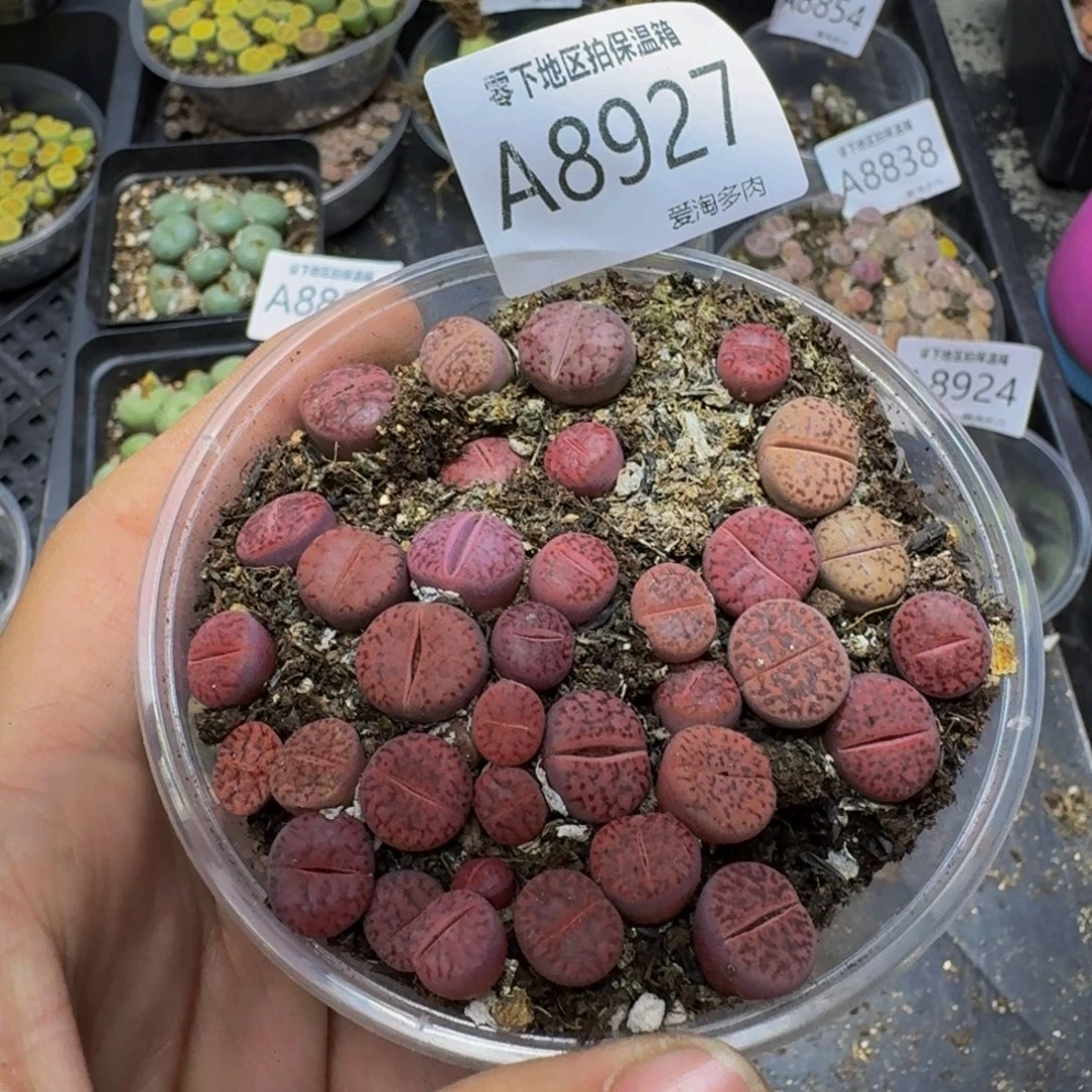 8927––零下地区需拍保温箱