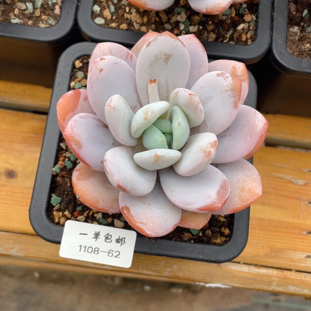 1108-62-喜马拉雅。，，，，，，