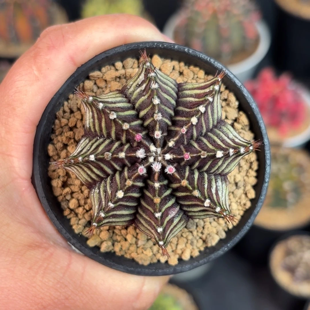 泰系米哈实生仙人球320