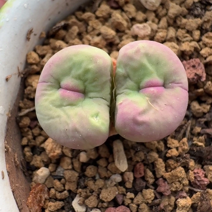 秀*格735贝特芬红嘴脱土发货