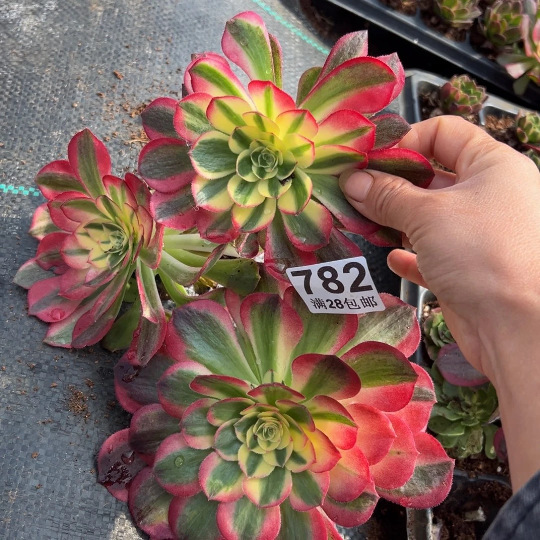 多肉植物782三颗的