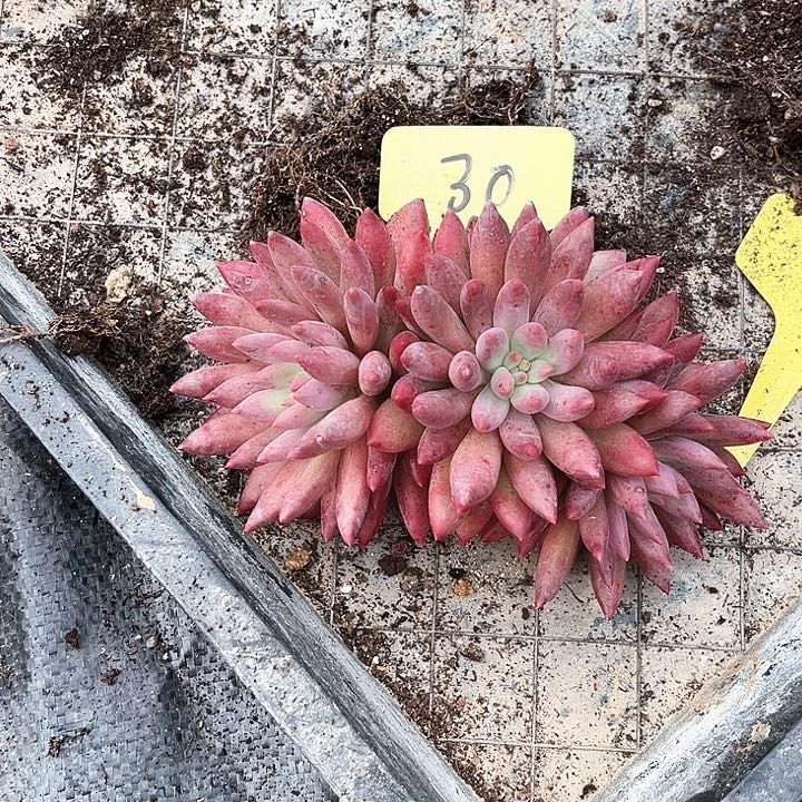 红体虞美人30号码牌子的话