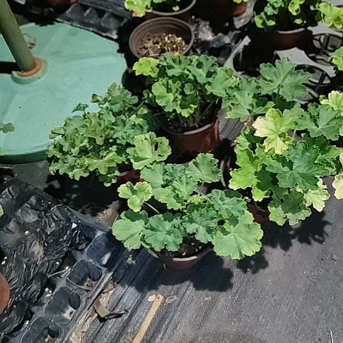 无花朵火凤凰，丘比特，珍珠婚礼，赛斯利亚