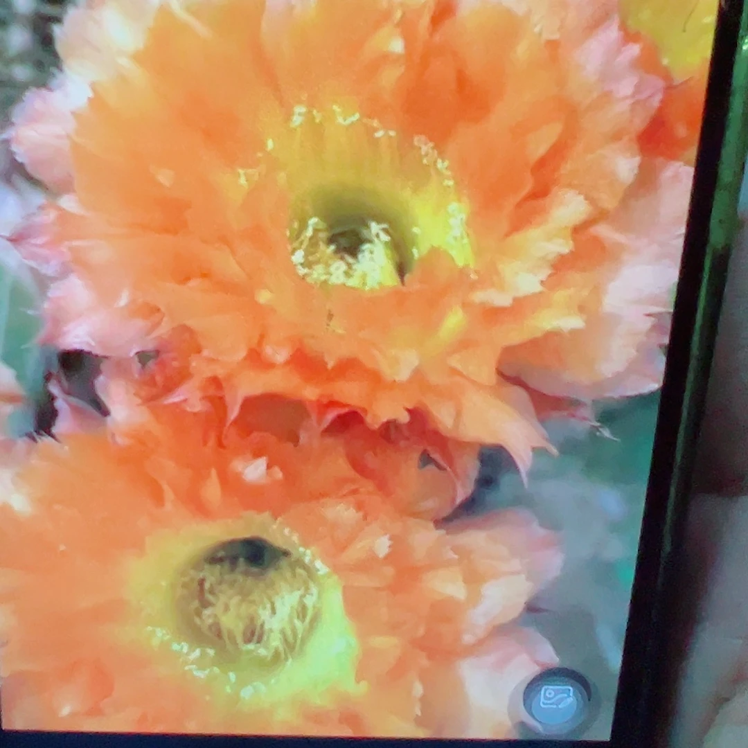彩草 069侧芽 满 20包邮