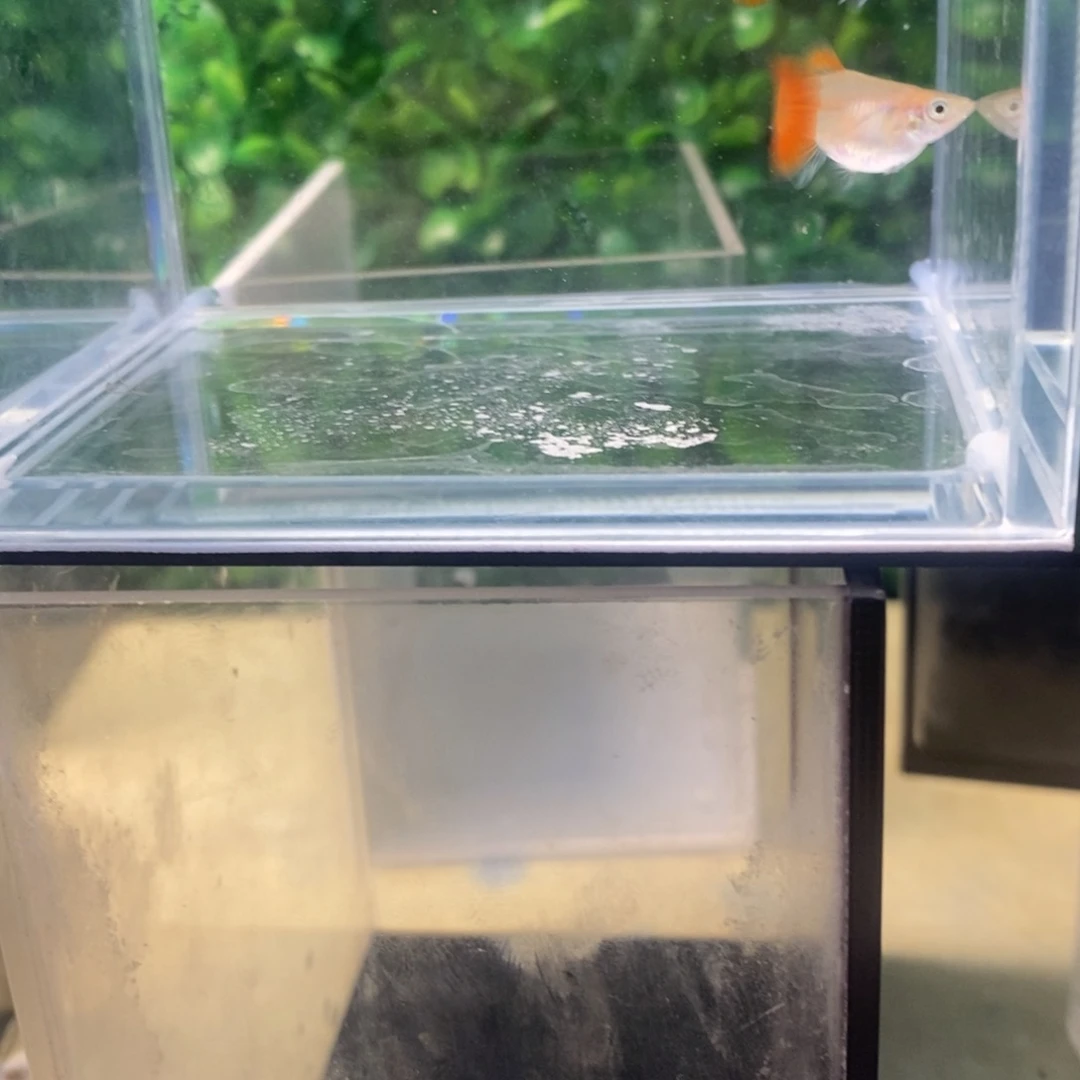 孔雀鱼黄暴球一对
