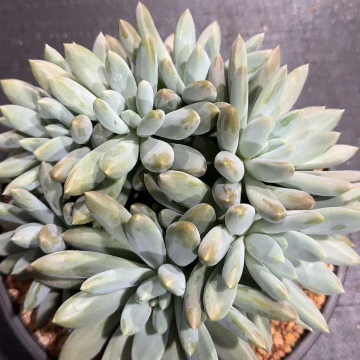 无花朵多肉植物彩体大群