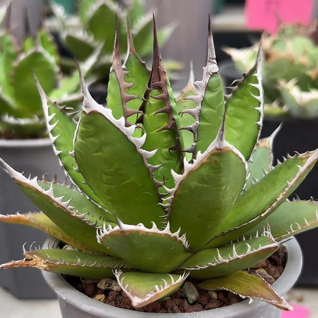 强密刺霍利达一物一拍偏远不包邮不退不换