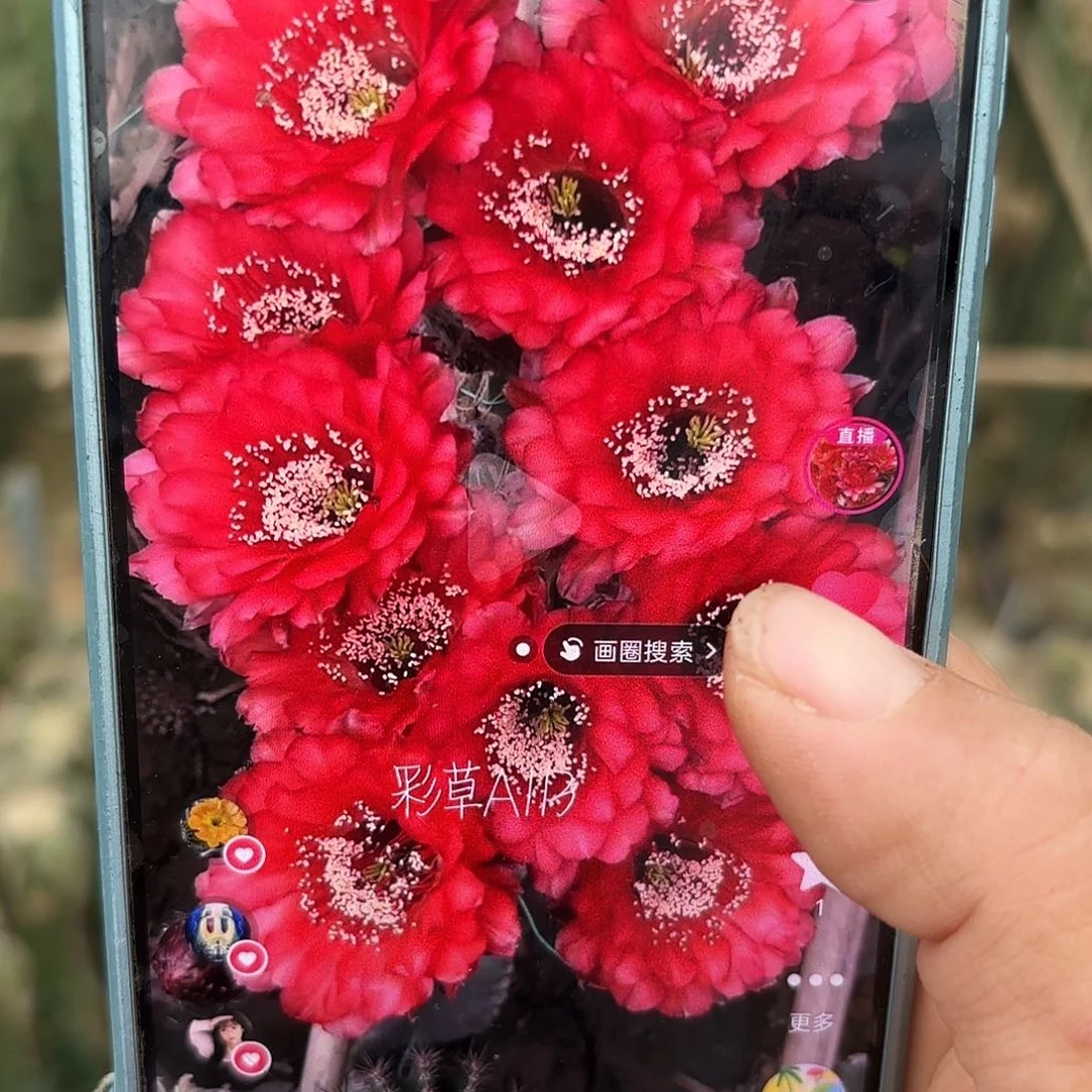 四公分a113无根侧牙