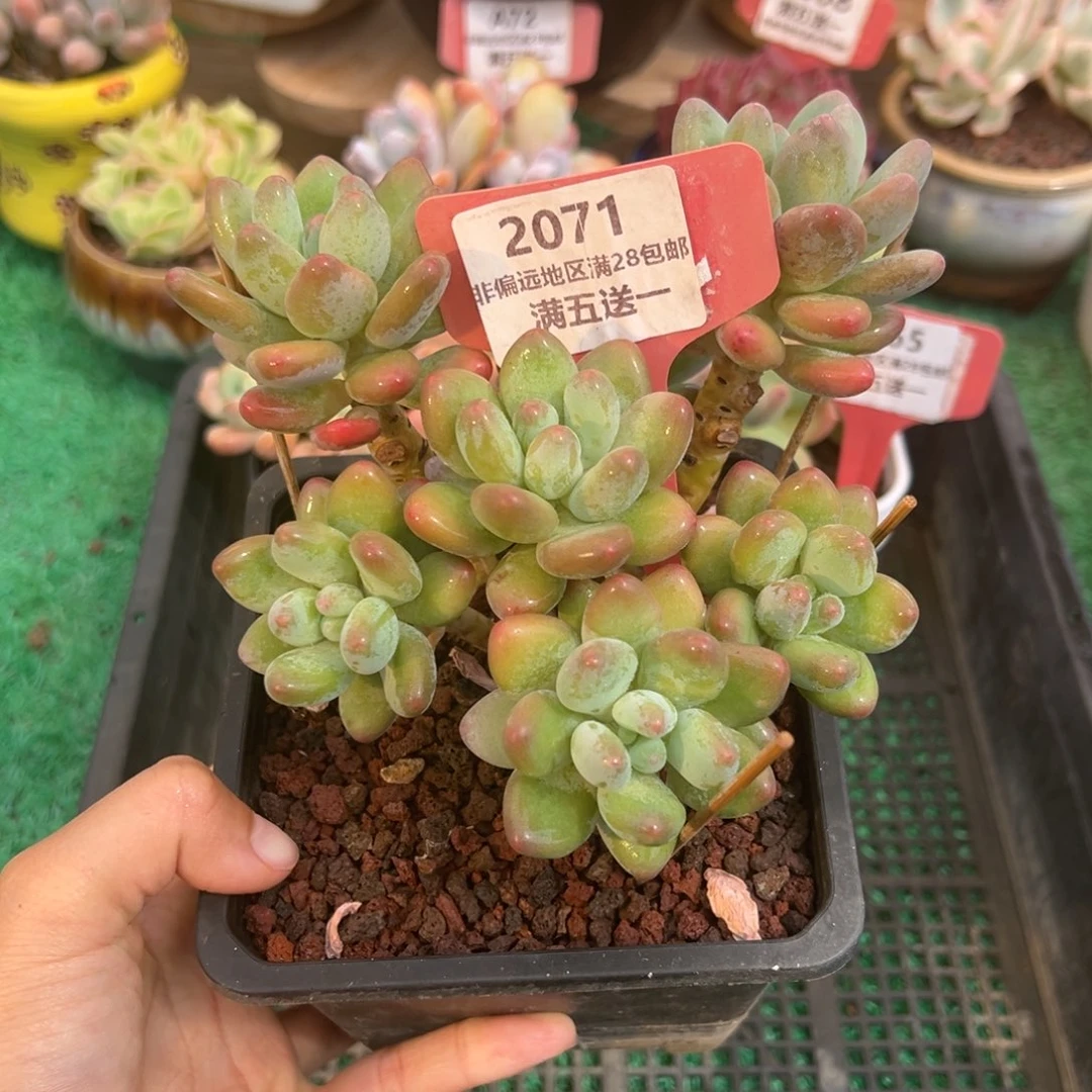 表妹精品多肉2071.