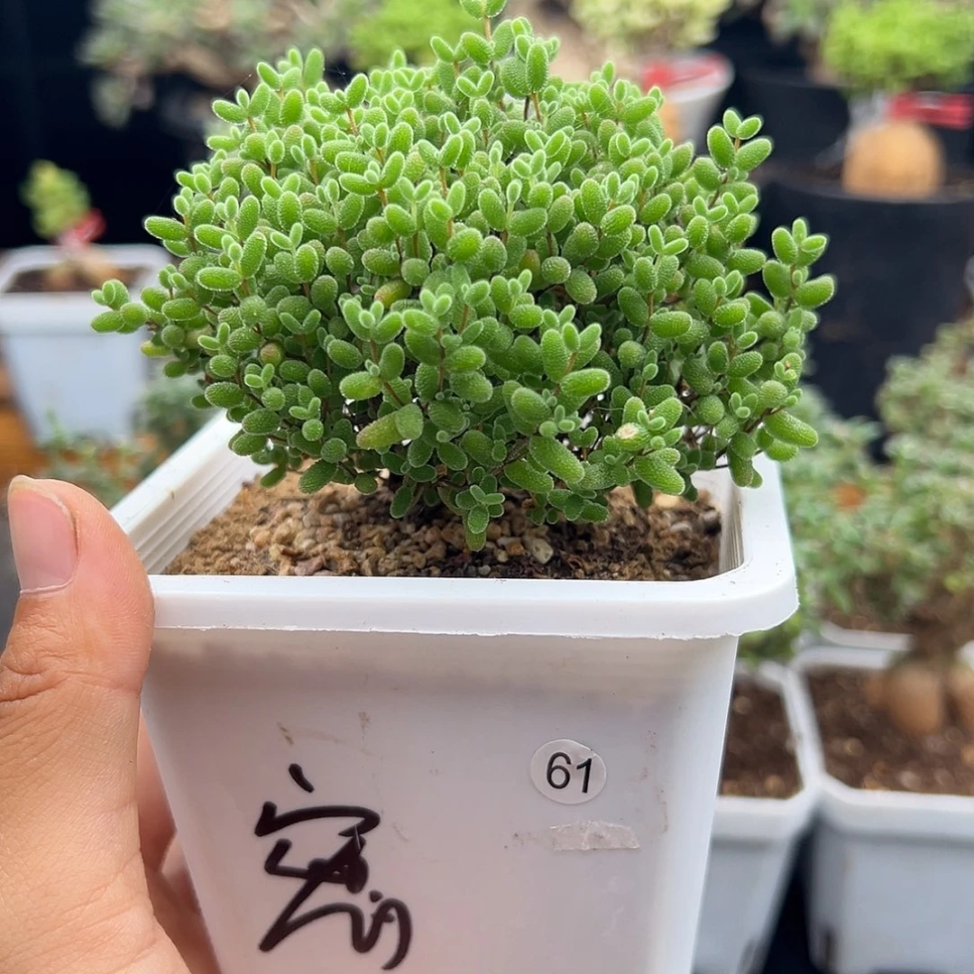 61号密橘糖球6,22多肉